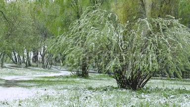 异常天气。 <strong>春天</strong>的绿树上<strong>下雪</strong>了。
